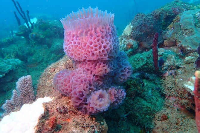 experience-scuba-diving-no-certification-needed