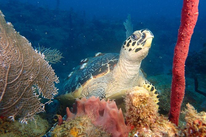 experience-scuba-diving-no-certification-needed