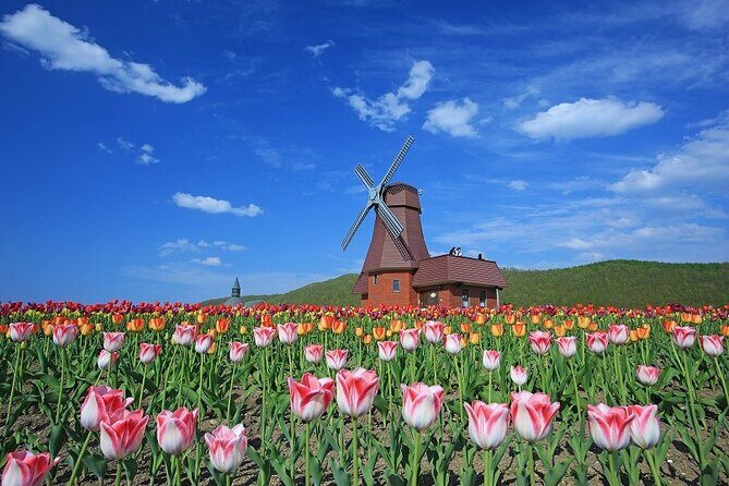 Experience Shibazakura and Kamiyubetsu Tulips in 2 days - Exploring Hokkaido’s Floral Wonders in Just Two Days