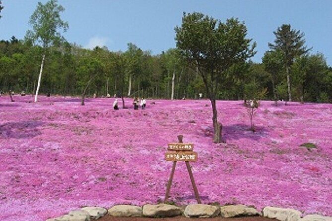 Experience Shibazakura and Kamiyubetsu Tulips in 2 days - Key Points