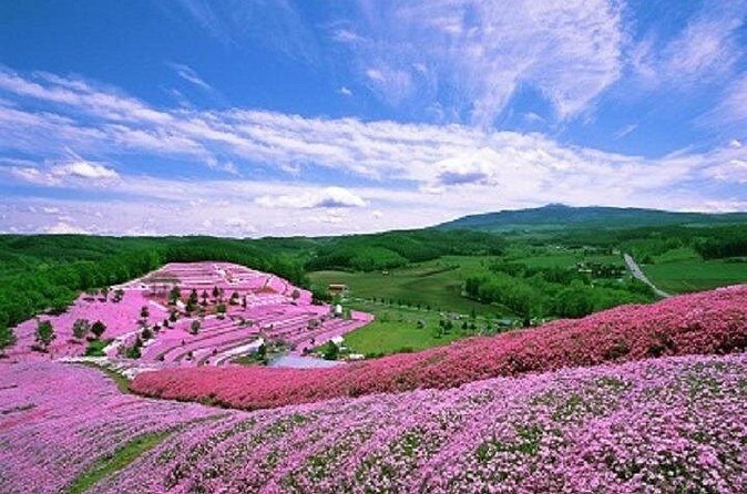 Experience Shibazakura and Kamiyubetsu Tulips in 2 days - Final Thoughts: Who Will Love This Tour?