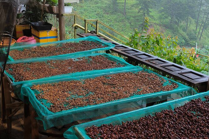 Experience Specialty Coffee with Sustainable Coffee Farmers - Exploring the Coffee Experience in Da Lat