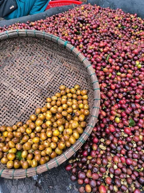 Experience specialty coffee with sustainable coffee farmers - What We Loved About the Tour