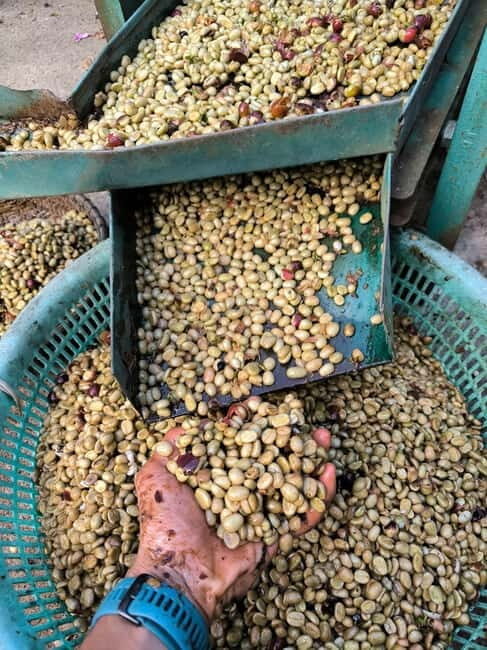 Experience specialty coffee with sustainable coffee farmers - Practical Details to Keep in Mind