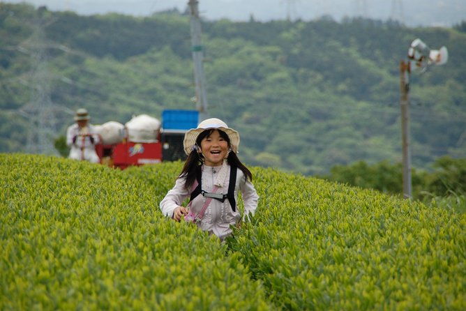experience-tea-picking-with-a-tea-farmer-and-tempura-lunch-with-picked-tea-leaves