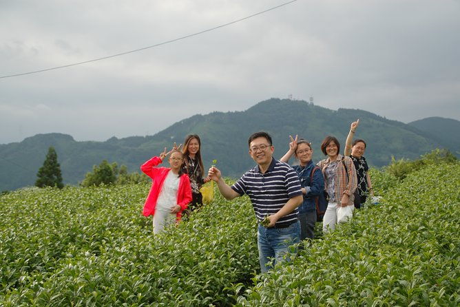 experience-tea-picking-with-a-tea-farmer-and-tempura-lunch-with-picked-tea-leaves