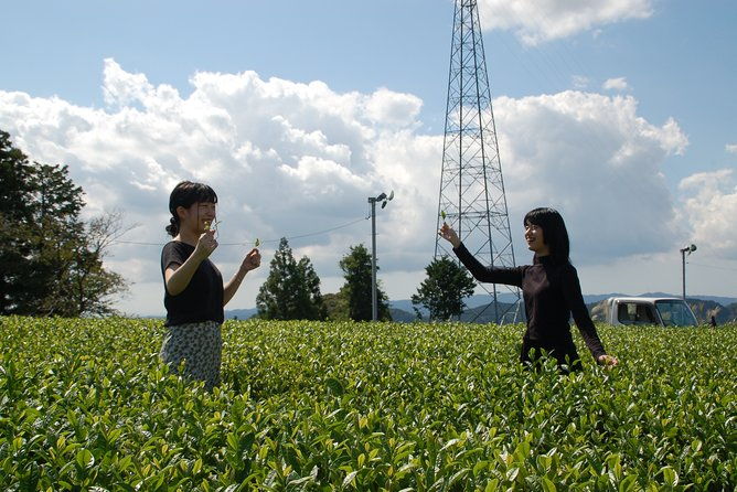 experience-tea-picking-with-a-tea-farmer-and-tempura-lunch-with-picked-tea-leaves