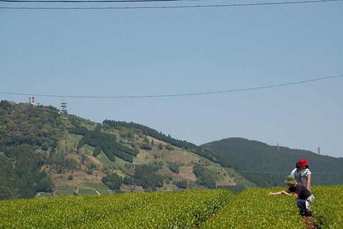 experience-tea-picking-with-a-tea-farmer-and-tempura-lunch-with-picked-tea-leaves