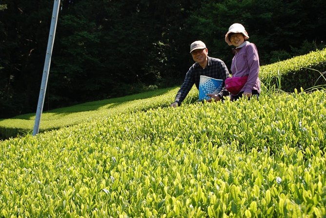 experience-tea-picking-with-a-tea-farmer-and-tempura-lunch-with-picked-tea-leaves