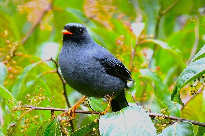 experience-the-adventure-explore-the-monteverde-cloud-forest