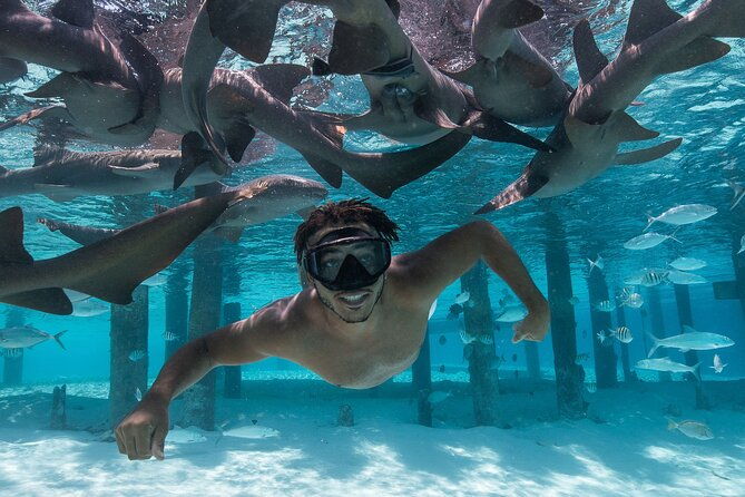 experience-the-exumas-and-the-world-famous-swimming-pigs