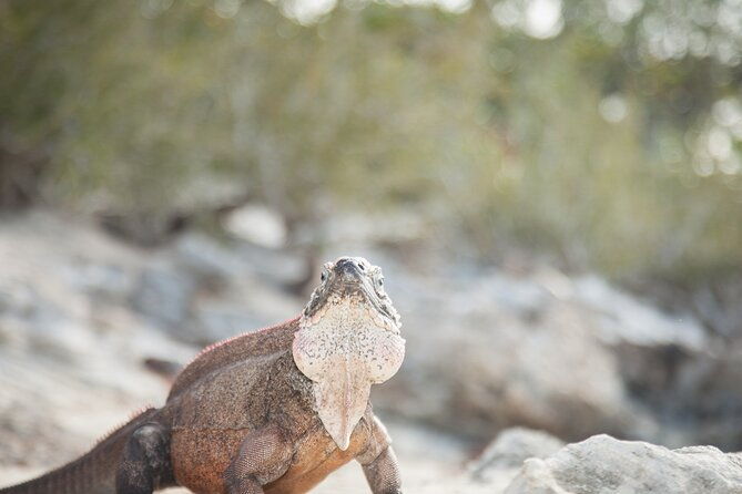 experience-the-exumas-and-the-world-famous-swimming-pigs