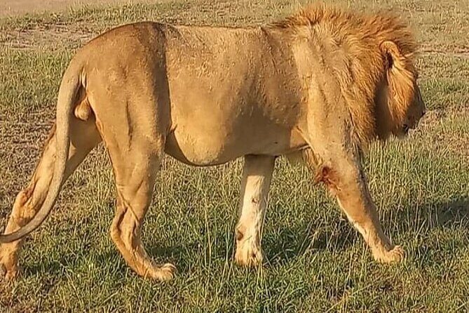 Experience the Masai Mara and the Dancing Masai in 4 days - Key Points