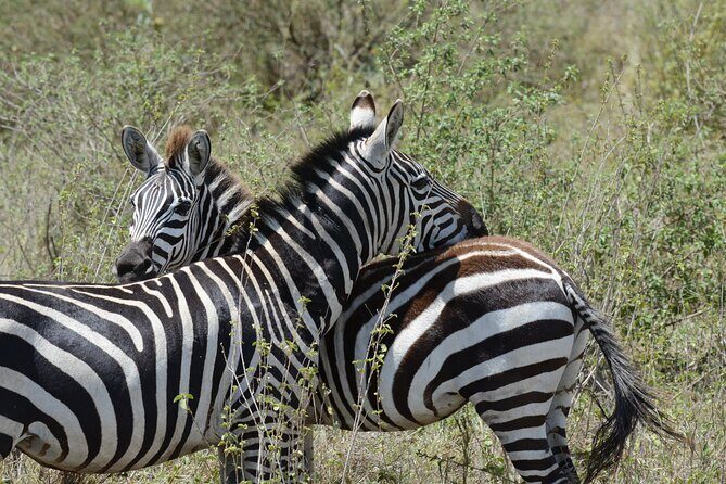 Experience the Masai Mara and the Dancing Masai in 4 days - FAQs