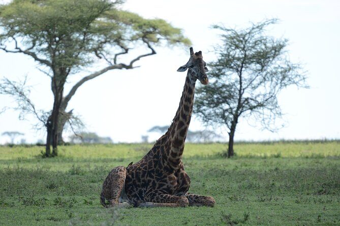 Experience the Masai Mara and the Dancing Masai in 4 days - Who is This Tour Best For?