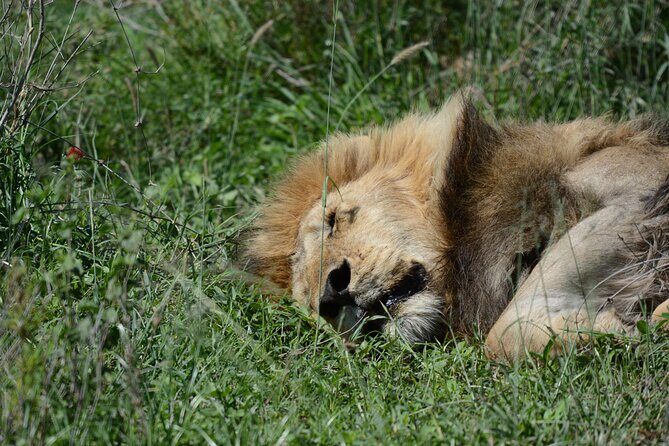 Experience the Masai Mara and the Dancing Masai in 4 days - Final Thoughts