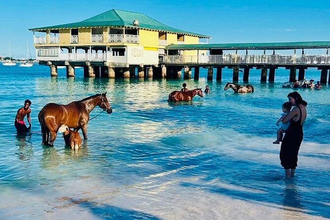 experience-the-swimming-horses-at-carlisle-bay-the-garrison