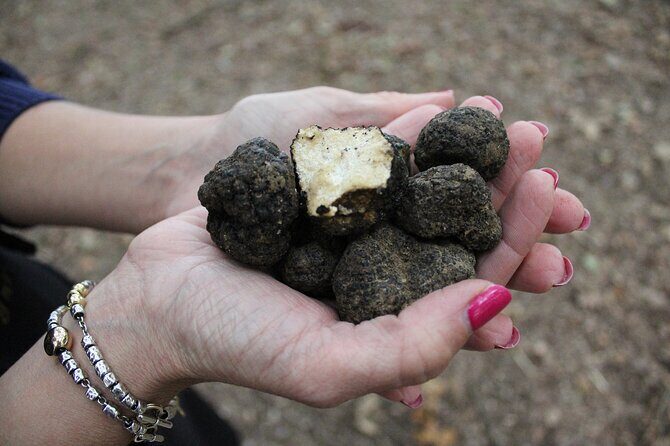 Experience Tuscan Truffle Hunting with Wine and Lunch - Exploring the Truffle Hunt Itself