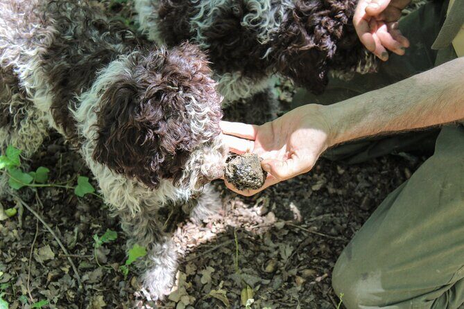 Experience Tuscan Truffle Hunting with Wine and Lunch - FAQ