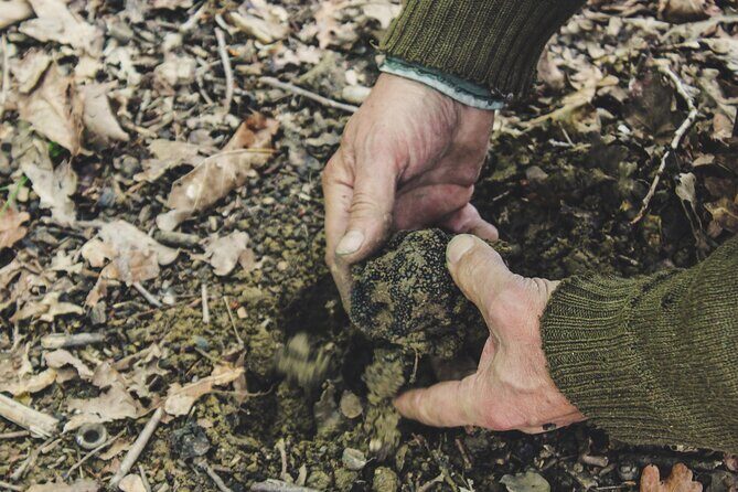 Experience Tuscan Truffle Hunting with Wine and Lunch - The Sum Up