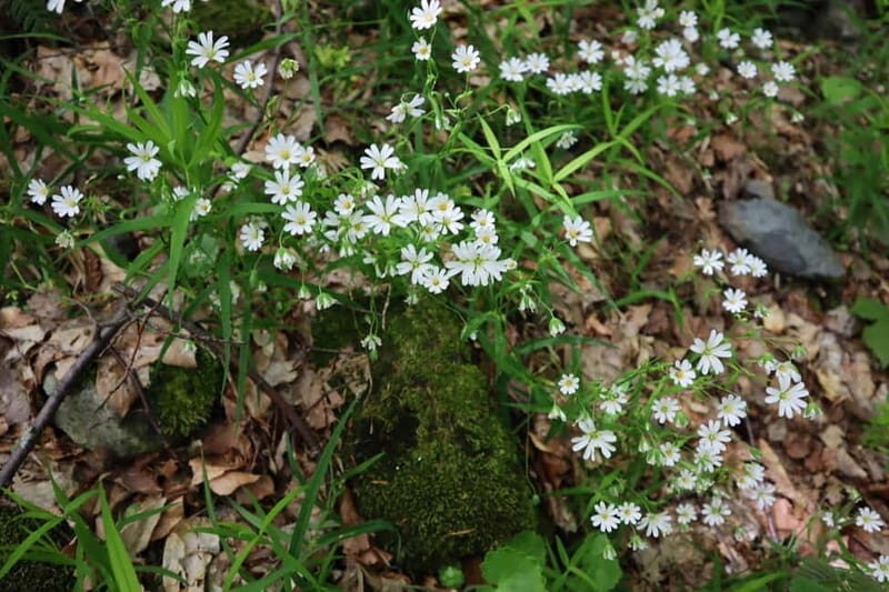 Experience Vitosha Mountain, a private hiking tour - Key Points