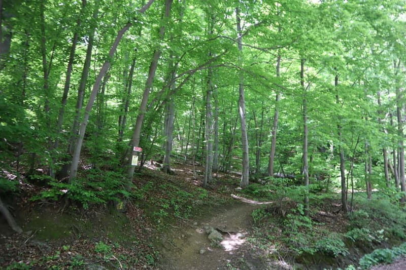 Experience Vitosha Mountain, a private hiking tour - A Scenic Half-Day in the Heart of Bulgaria