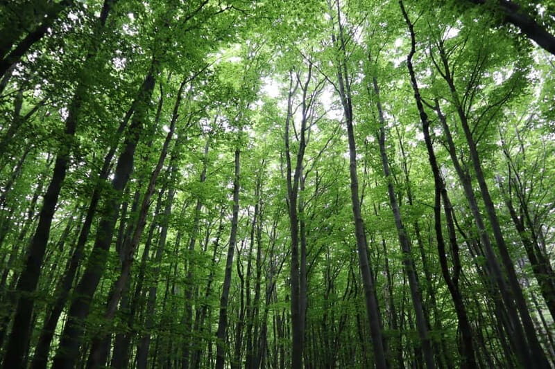 Experience Vitosha Mountain, a private hiking tour - FAQs