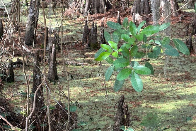 experience-wild-florida-nature-up-close-on-electric-trike-2-hrs