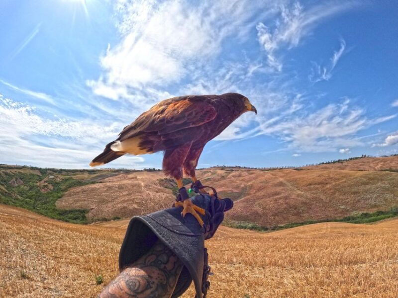 experience-with-birds-of-prey-in-tuscany