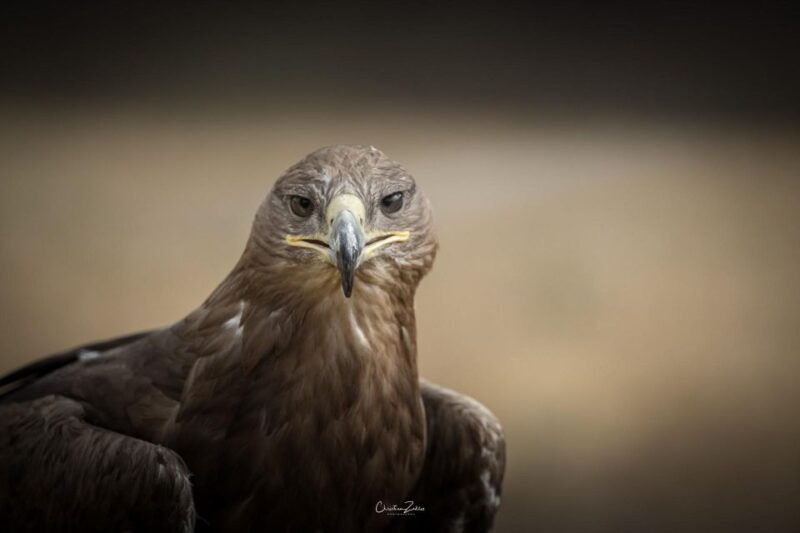 experience-with-birds-of-prey-in-tuscany