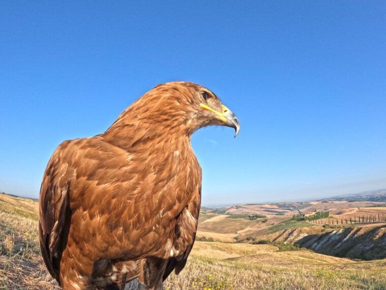experience-with-birds-of-prey-in-tuscany