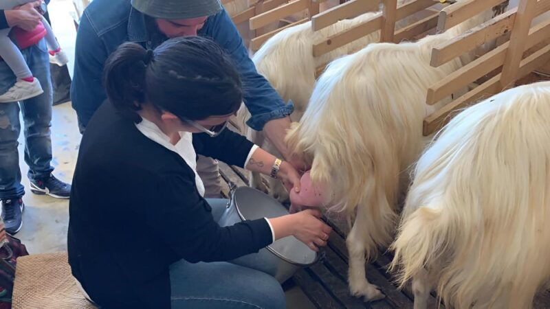 experience-with-girgentan-goats-in-agrigento