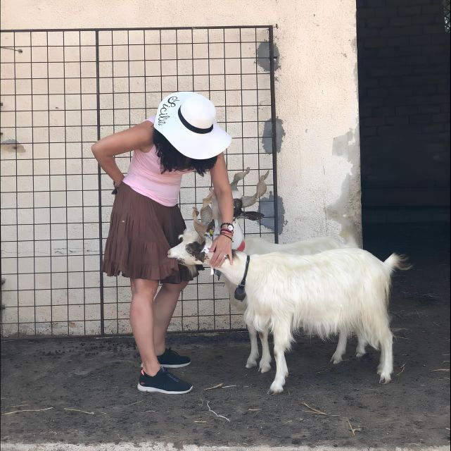 experience-with-girgentan-goats-in-agrigento