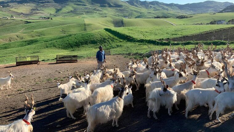 experience-with-girgentan-goats-in-agrigento
