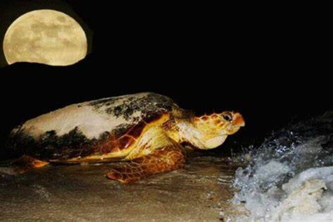Experience with sea turtles in Boavista - An In-Depth Look at the Experience  
