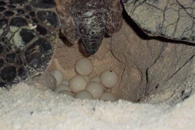Experience with sea turtles in Boavista - How Does the Price Reflect Value?  