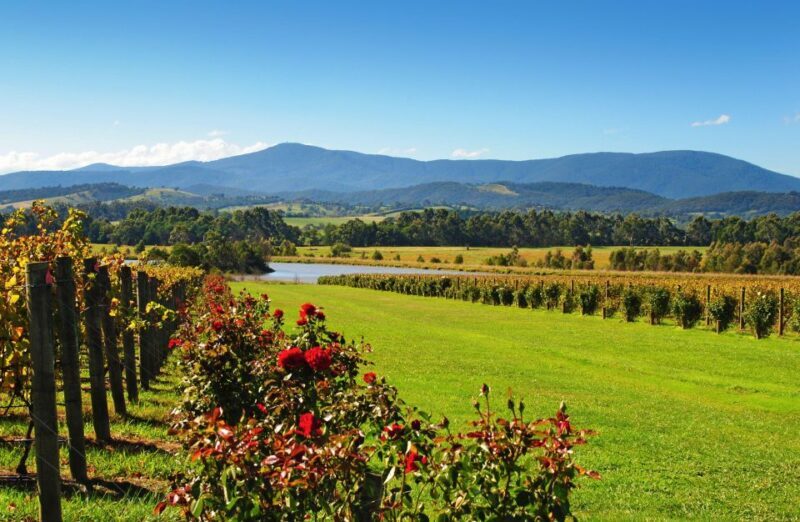 Experience Yarra Valley: A Tailored private Wine Journey - Why This Tour Offers Great Value