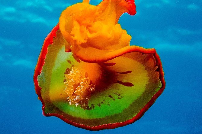 Exploration dives for experienced divers - Why This Tour Offers Great Value