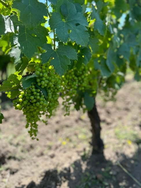 Exploration Oenologique au Château Labrie St Emilion GC - Key Points