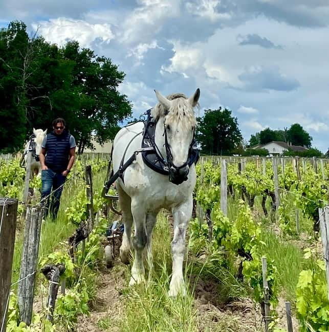 Exploration Oenologique au Château Labrie St Emilion GC - The Details That Matter: Duration, Group Size, and Accessibility