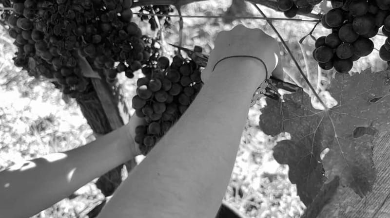Exploration Oenologique au Château Labrie St Emilion GC - The Experience: More Than Just a Walk and a Sip