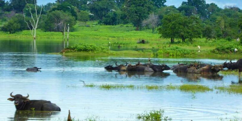 exploration-safari-guided-scooter-tour-in-arugambay