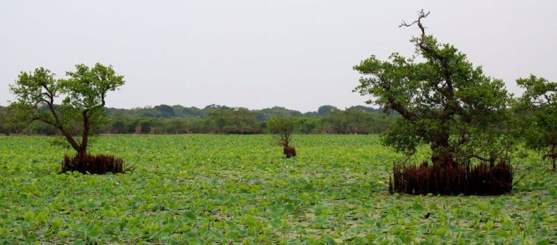 exploration-safari-guided-scooter-tour-in-arugambay