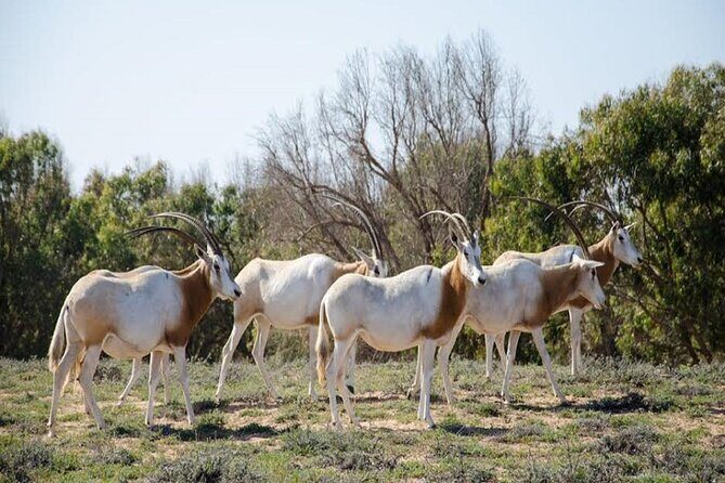 Explore Agadir wildlife national park safari with lunch & pickup - Key Points  