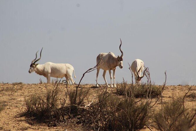 Explore Agadir wildlife national park safari with lunch & pickup - Authentic Experiences: What Travelers Are Saying  