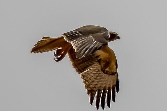 Explore Agadir wildlife national park safari with lunch & pickup - Who Will Love This Tour?  