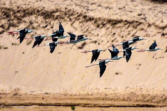 Explore Agadir wildlife national park safari with lunch & pickup - The Sum Up  