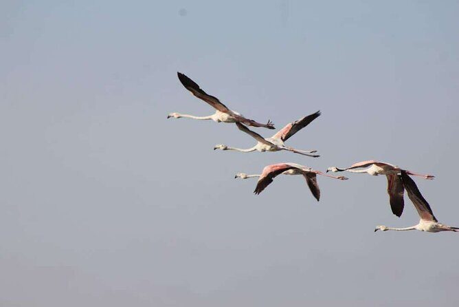 Explore Agadir wildlife national park safari with lunch & pickup - FAQ  