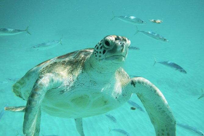 explore-and-discover-barbados-by-land-by-sea