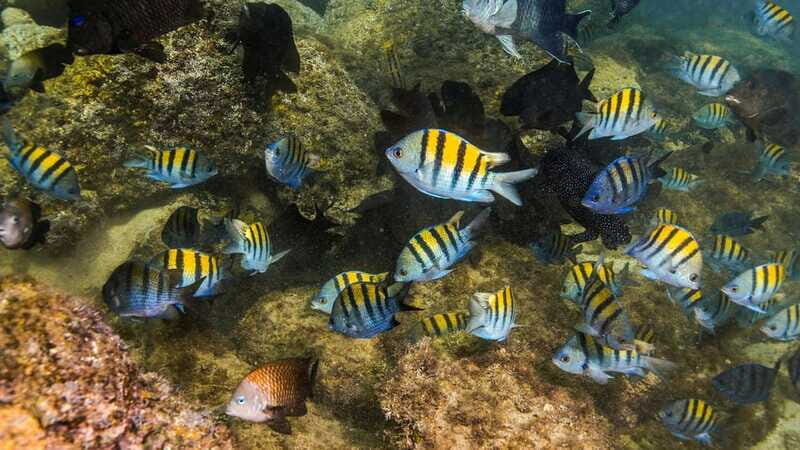 Explore and dive in a cenote and snorkel in Yal kú lagoon + Snaks - Who Will Love This Tour